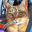 Thumbnail photo of Luna (bonded with Leo) #1