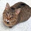 Thumbnail photo of Luna (bonded with Leo) #2