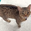 Thumbnail photo of Luna (bonded with Leo) #3