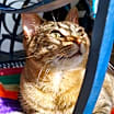 Thumbnail photo of Luna (bonded with Leo) #4