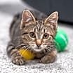 Thumbnail photo of Turbo No Flametail #4