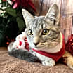 Thumbnail photo of Poppy #2