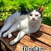 Thumbnail photo of Jordan #1