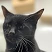 Thumbnail photo of Crissie #3