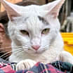 Thumbnail photo of Chaz #4