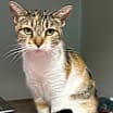 Thumbnail photo of Kiwi #1
