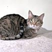 Thumbnail photo of Ash #2