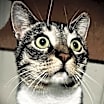 Thumbnail photo of Dean Martin #1