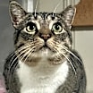 Thumbnail photo of Dean Martin #2