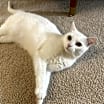 Thumbnail photo of Lily Ann #1