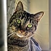 Thumbnail photo of Coco #2