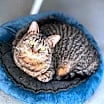 Thumbnail photo of Coco #3