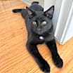 Thumbnail photo of Mojo #1