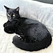 Thumbnail photo of Mojo #2