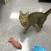 Thumbnail photo of Theodore #1