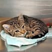 Thumbnail photo of Theodore #2