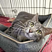 Thumbnail photo of Ringo #2