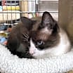 Thumbnail photo of Snowy #1