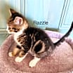 Thumbnail photo of Razzle #2