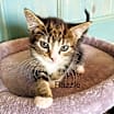 Thumbnail photo of Razzle #1