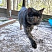 Thumbnail photo of Pepper #2