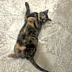 Thumbnail photo of Pepper #3