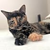 Thumbnail photo of Pepper #1
