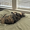 Thumbnail photo of Pepper #4