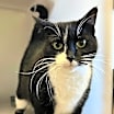Thumbnail photo of Meeko #1