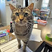 Thumbnail photo of Guinness #4