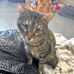 Thumbnail photo of Clover #1