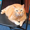 Thumbnail photo of Peaches #1