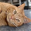 Thumbnail photo of Peaches #2