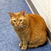 Thumbnail photo of Peaches #3