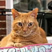 Thumbnail photo of Peaches #4