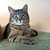 Thumbnail photo of Peanut Butter #1