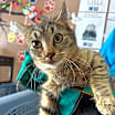 Thumbnail photo of Peanut Butter #2