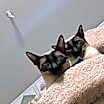 Thumbnail photo of Simon & Lily *BONDED PAIR* #3