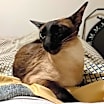 Thumbnail photo of Simon & Lily *BONDED PAIR* #4