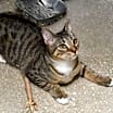 Thumbnail photo of Harold #1