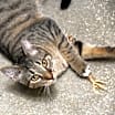Thumbnail photo of Harold #3