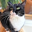 Thumbnail photo of Meeko #2