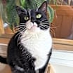 Thumbnail photo of Meeko #3