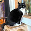 Thumbnail photo of Meeko #4