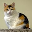 Thumbnail photo of Sweet Caroline #1