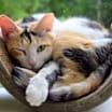 Thumbnail photo of Sweet Caroline #2