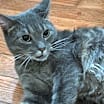 Thumbnail photo of Penny #2