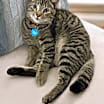 Thumbnail photo of Mighty Magnificent Milo #1