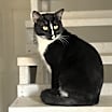 Thumbnail photo of Picasso #1