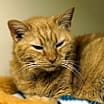 Thumbnail photo of Merry Maxine #1
